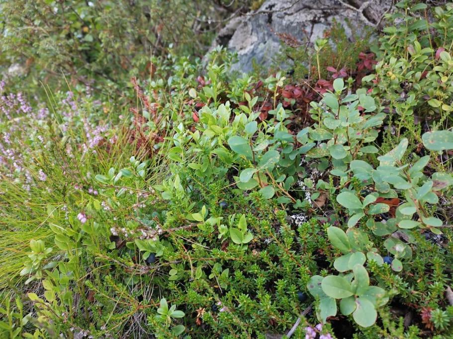 Nybygd hytte i flott tur- og skiterreng Ål Eksteriør bilde