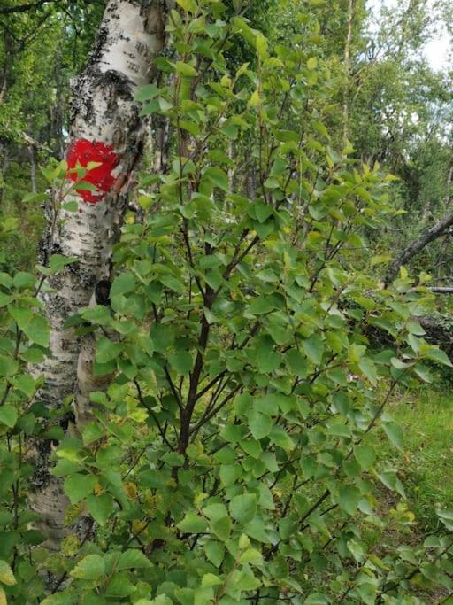Nybygd hytte i flott tur- og skiterreng Ål Eksteriør bilde